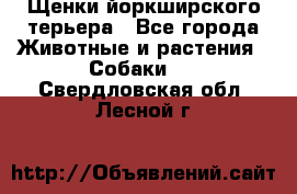 Щенки йоркширского терьера - Все города Животные и растения » Собаки   . Свердловская обл.,Лесной г.